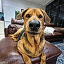 dog, pet, brown_leather, ottoman, living_room, couch, refrigerator, plant, window, floor_rug, interior, furniture, canine, nose, close_up, indoor, animal, mammal, paw, ears