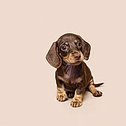 Charlie Brown joined the competition — help win amazing prizes! puppy, dachshund, dog, small_dog, pet, cute, floppy_ears, brown_coat, sitting, looking_up, adorable, animal, young_dog, portrait, isolated, studio_shot, soft_background, canine, companion, domestic_animal