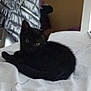 Luna a rejoint le concours — aidez-le/la à gagner de superbes lots ! abyssinian, animal, bed, bedroom, blackcat, blanket, cat, couch, cushion, electronics, furniture, homedecor, indoors, kitten, manx, person, pet, quilt, room, sleeping
