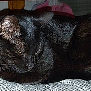 Luna a rejoint le concours — aidez-le/la à gagner de superbes lots ! abyssinian, animal, bed, bedroom, blackcat, blanket, cat, couch, cushion, furniture, homedecor, indoors, manx, person, pet, quilt, room, sleeping
