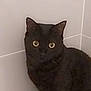 Luna participe au concours pour gagner de l'argent avec cette photo : abyssinian, animal, bathing, bathtub, blackcat, cat, egyptiancat, kitten, manx, person, pet, tub