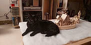 Luna a rejoint le concours — aidez-le/la à gagner de superbes lots ! animal, architecture, blackcat, bookcase, building, canine, cat, dog, dogbed, furniture, hardwood, indoors, interiordesign, kitten, legoset, livingroom, pet, plywood, toy, wood
