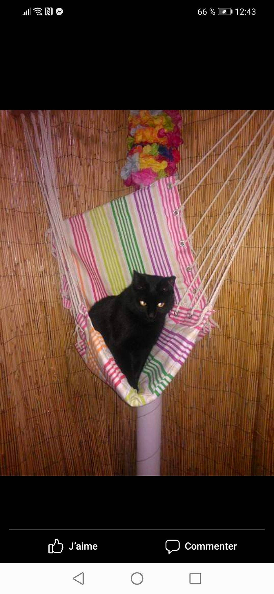 Liloo participe au concours pour gagner de l'argent avec cette photo : black_cat, carnivore, cat, felidae, fur, hardwood, laminate_flooring, magenta, pet_supply, pink, purple, small_to_medium_sized_cats, tail, whiskers, wood_flooring, wood_stain