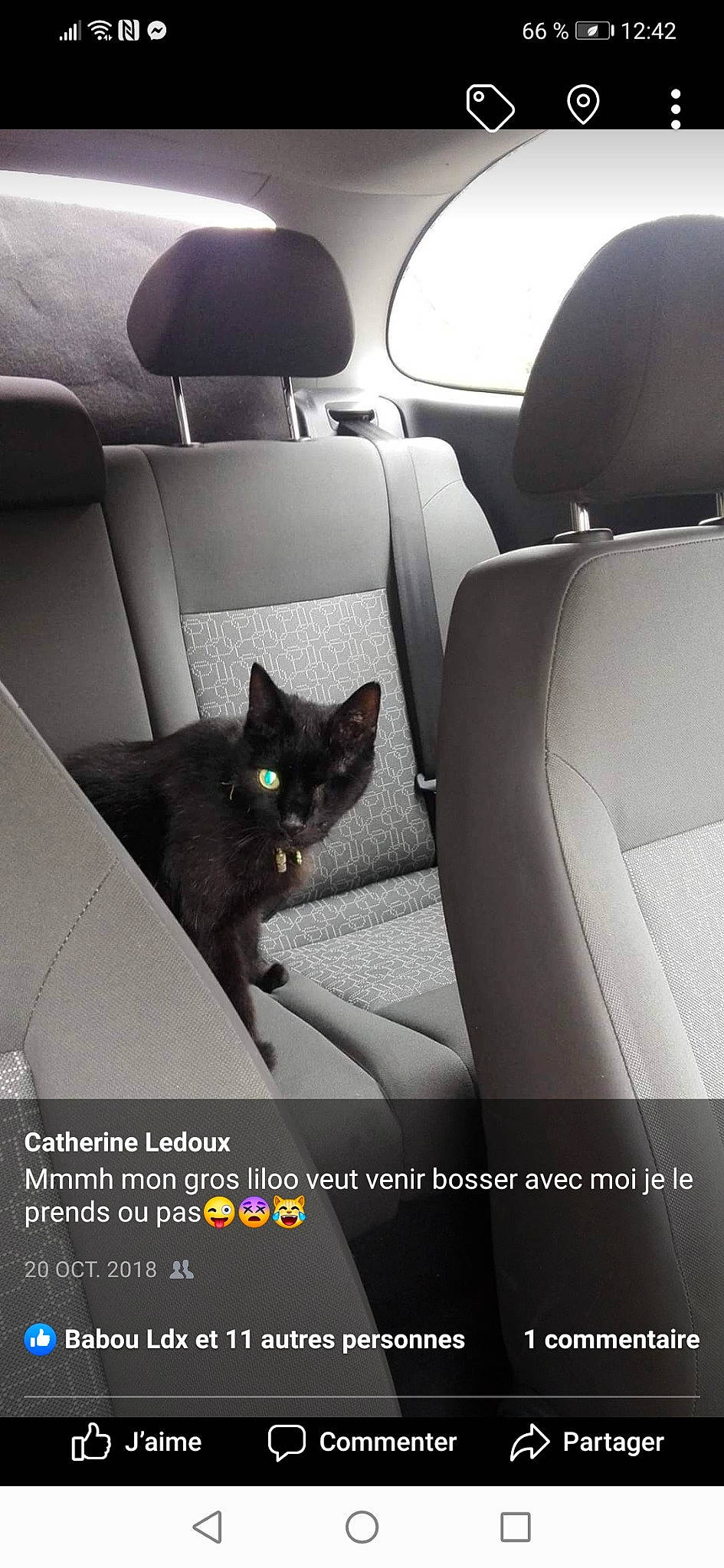 Liloo a rejoint le concours — aidez-le/la à gagner de superbes lots ! automotive_mirror, automotive_side_view_mirror, automotive_window_part, black_cat, bombay, car_seat, car_seat_cover, carnivore, cat, family_car, felidae, head_restraint, luxury_vehicle, photo_caption, seat_belt, small_to_medium_sized_cats, snout, vehicle_door, vertebrate, whiskers