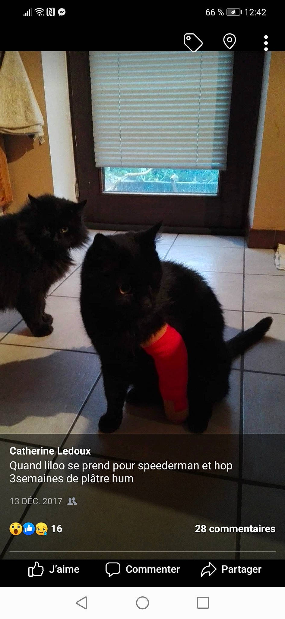 Liloo a rejoint le concours — aidez-le/la à gagner de superbes lots ! black_cat, carnivore, cat, felidae, floor, flooring, fur, interior_design, mammal, organism, photo_caption, small_to_medium_sized_cats, snapshot, tail, tile, vertebrate, whiskers, window_blind, window_covering, window_treatment