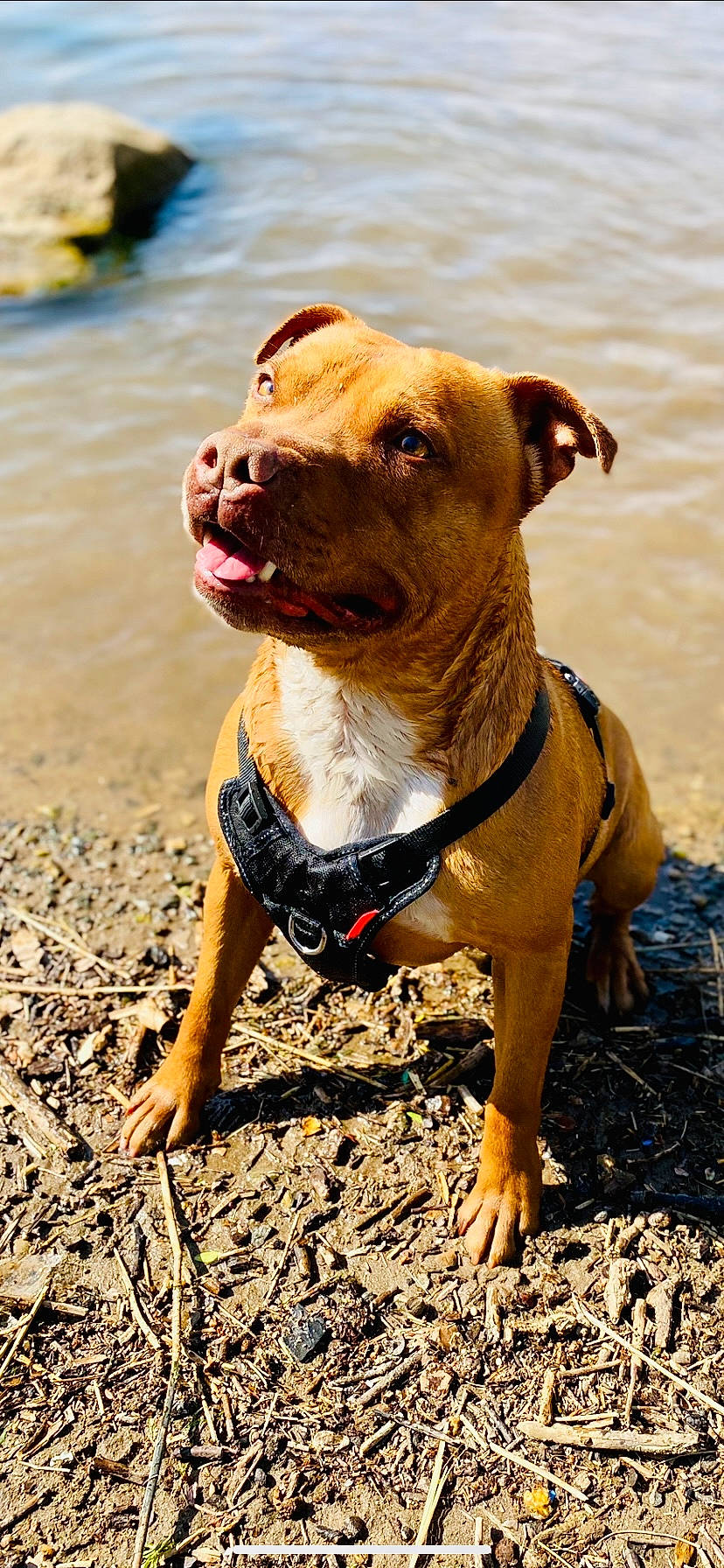 Mayko participe au concours pour gagner de l'argent avec cette photo : canidae, carnivore, collar, companion_dog, dog, dog_breed, dog_clothes, dog_collar, dog_supply, fawn, guard_dog, leash, liver, molosser, pet_supply, snout, sporting_group, water, whiskers, working_animal