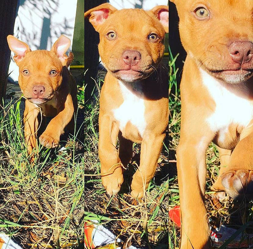 Mayko participe au concours pour gagner de l'argent avec cette photo : adaptation, carnivore, dog, dog_breed, fawn, felidae, fur, grass, grassland, landscape, liver, natural_environment, natural_landscape, organism, photograph, plant, snout, terrestrial_animal, whiskers, wildlife