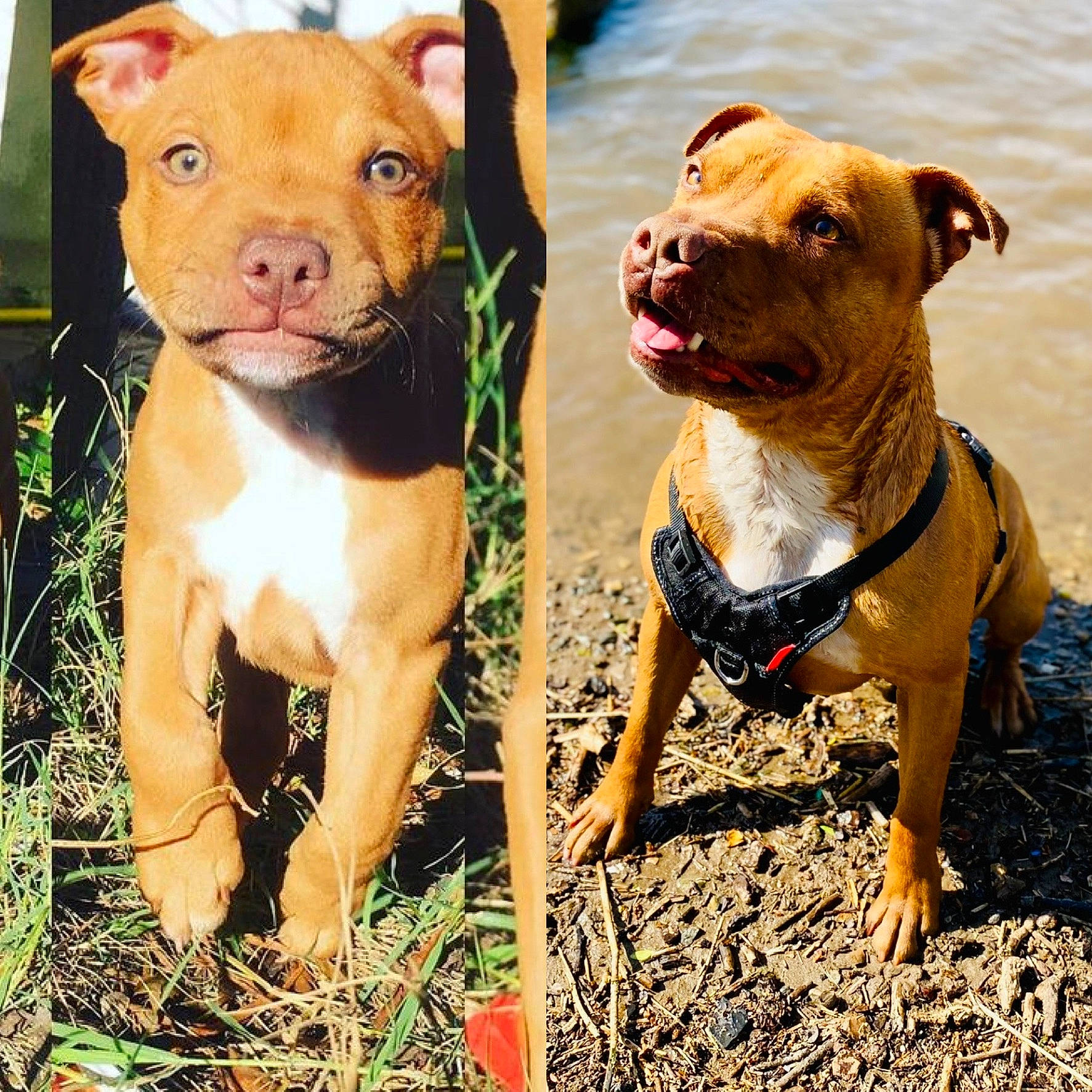 Mayko a rejoint le concours — aidez-le/la à gagner de superbes lots ! canidae, carnivore, collar, companion_dog, dog, dog_breed, dog_collar, dog_supply, fawn, grass, liver, ori_pei, pet_supply, plant, snout, sporting_group, terrestrial_animal, vertebrate, water, working_animal