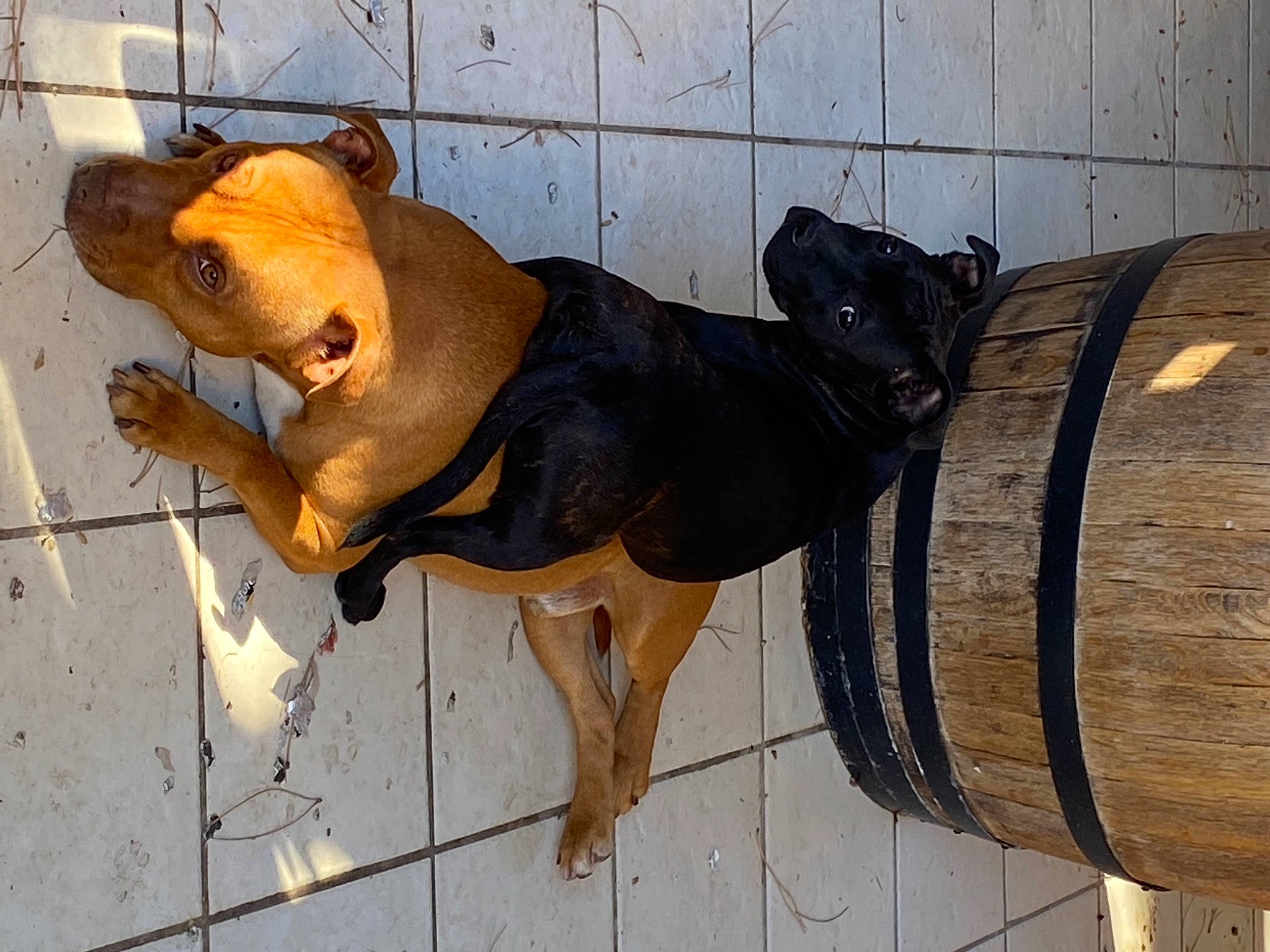 Roxy participe au concours pour gagner de l'argent avec cette photo : art, barrel, carnivore, dog_breed, fawn, fur, leash, livestock, metal, pack_animal, pet_supply, sculpture, shadow, snout, street_dog, tail, terrestrial_animal, toy, wood, working_animal