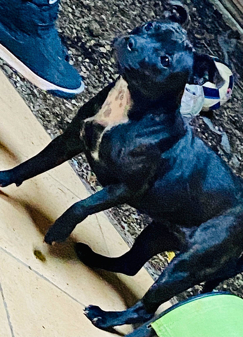 Roxy participe au concours pour gagner de l'argent avec cette photo : art, azure, blue, bronze_sculpture, canidae, carmine, carnivore, dog_breed, electric_blue, fawn, metal, monument, sculpture, snout, sporting_group, statue, tail, terrestrial_animal, wood, working_animal