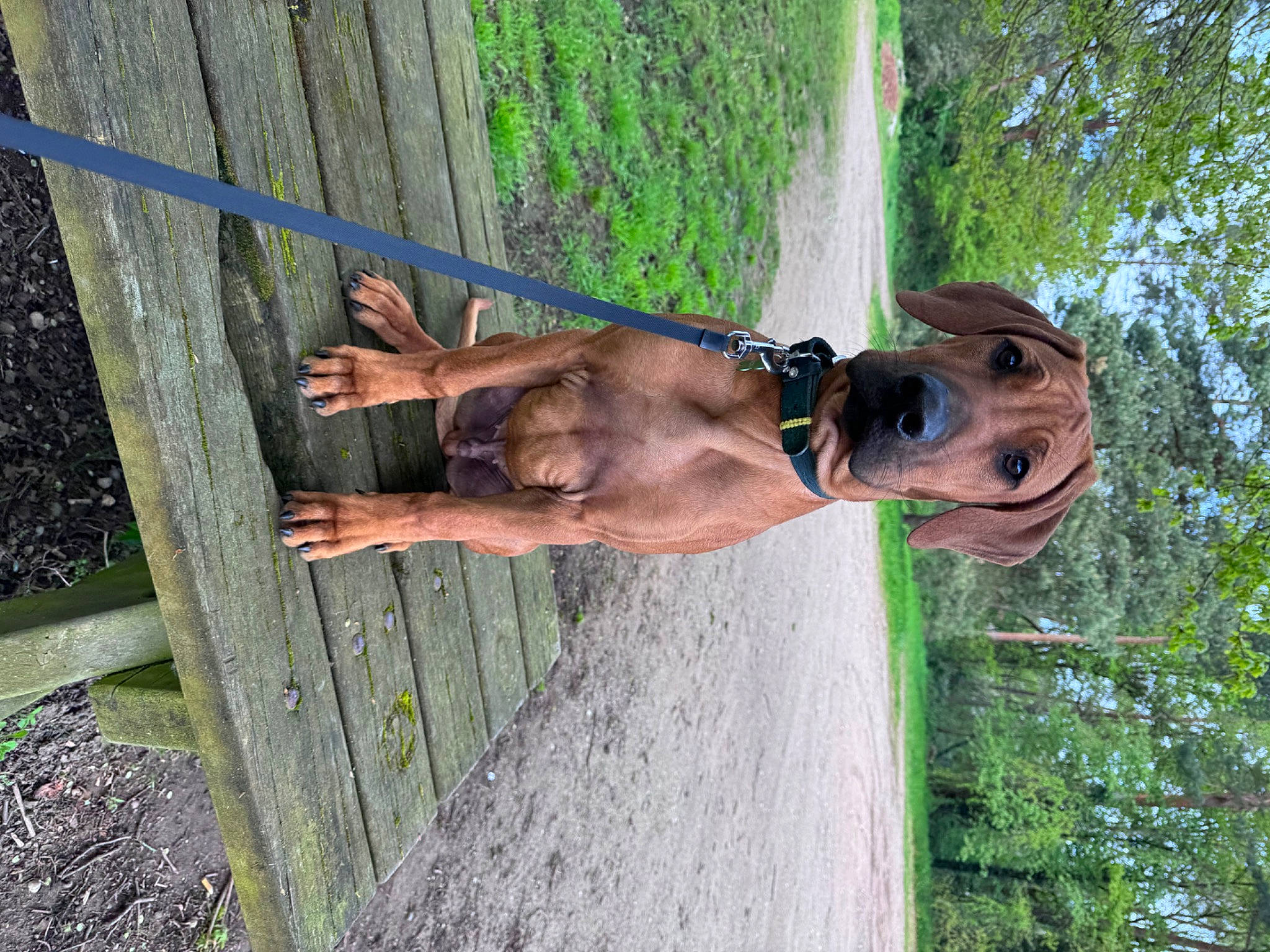 Ubac participe au concours pour gagner de l'argent avec cette photo : canidae, carnivore, dog, dog_breed, elbow, fawn, fun, grass, human_leg, leisure, liver, plant, recreation, sporting_group, tail, tree, vertebrate, water, wood, working_animal