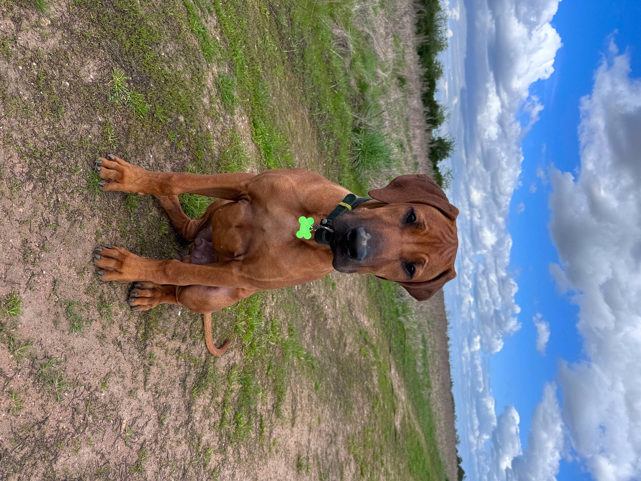 Ubac a rejoint le concours — aidez-le/la à gagner de superbes lots ! adventure, carnivore, cloud, dog, dog_breed, fawn, fun, grass, happy, human_leg, landscape, leisure, people_in_nature, plant, recreation, sky, sporting_group, tail, tree, working_animal