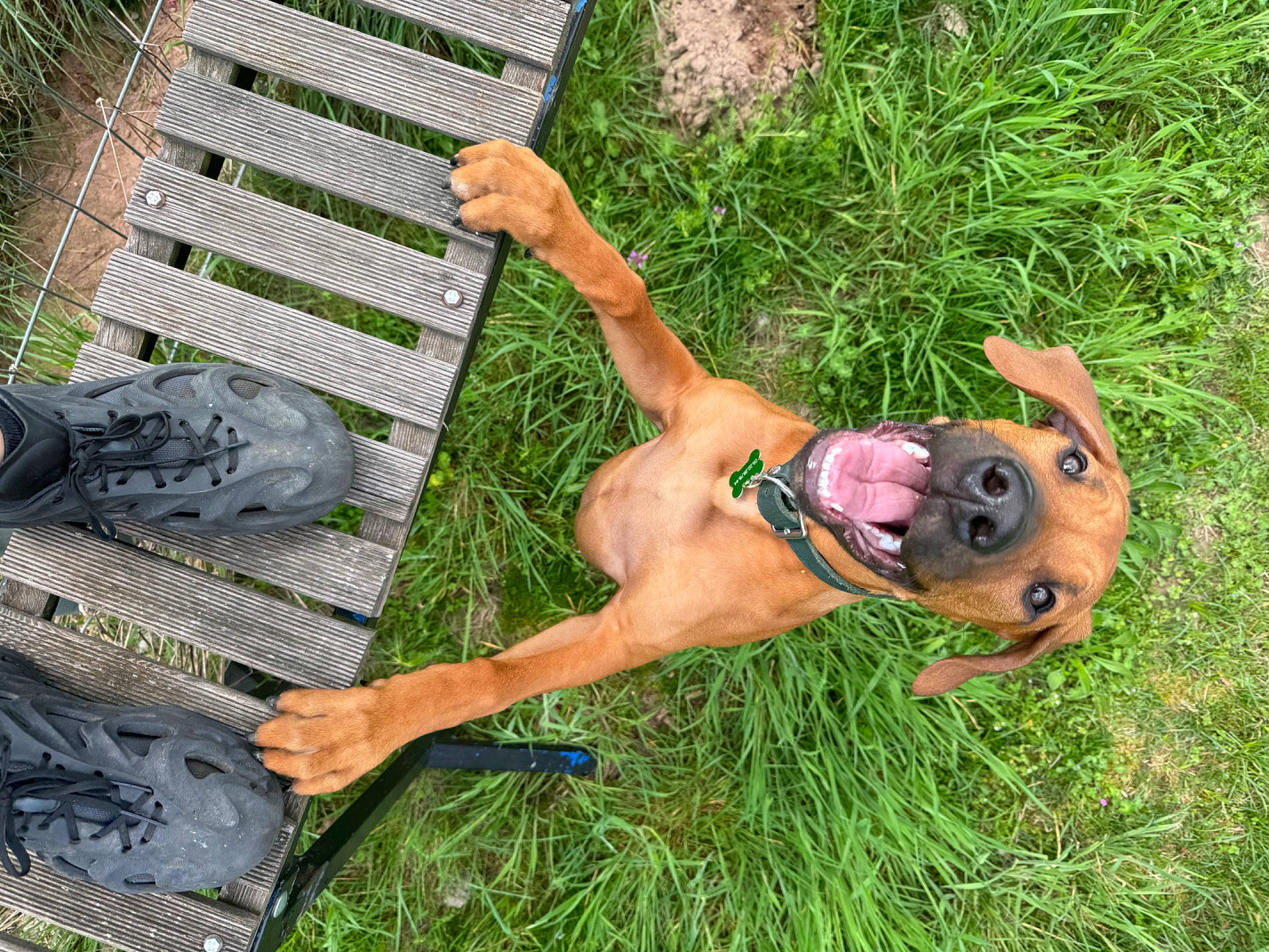 Ubac a rejoint le concours — aidez-le/la à gagner de superbes lots ! carnivore, dog, fawn, foot, fun, grass, grass_family, groundcover, human_leg, lawn, leisure, outdoor_shoe, people_in_nature, plant, recreation, shorts, smile, swimwear, thigh, walking_shoe