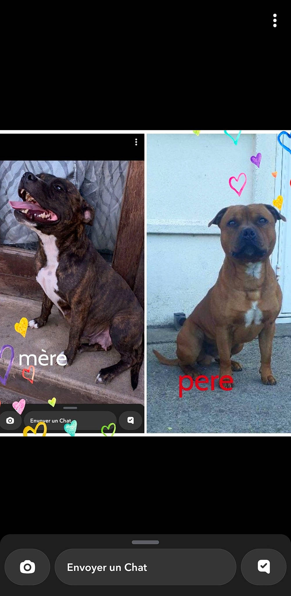 Roxy a rejoint le concours — aidez-le/la à gagner de superbes lots ! ancient_dog_breeds, canidae, carnivore, collar, companion_dog, dog, dog_breed, dog_collar, dog_supply, fawn, font, internet_meme, liver, pet_supply, photo_caption, snout, sporting_group, toy_dog, vertebrate, working_animal