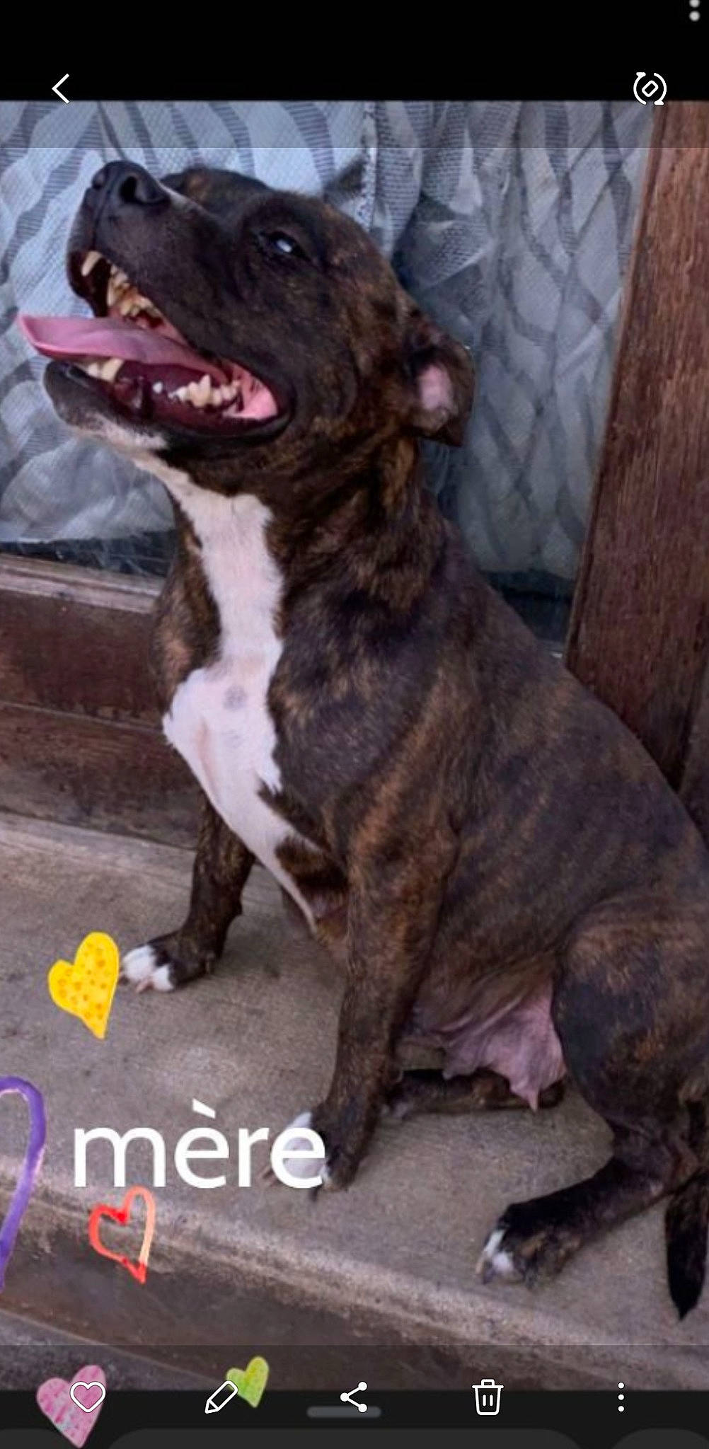 Roxy a rejoint le concours — aidez-le/la à gagner de superbes lots ! ancient_dog_breeds, canidae, carnivore, companion_dog, dog, dog_breed, dog_collar, fawn, fur, guard_dog, jaw, liver, molosser, non_sporting_group, snout, sporting_group, terrestrial_animal, whiskers, working_animal, working_dog