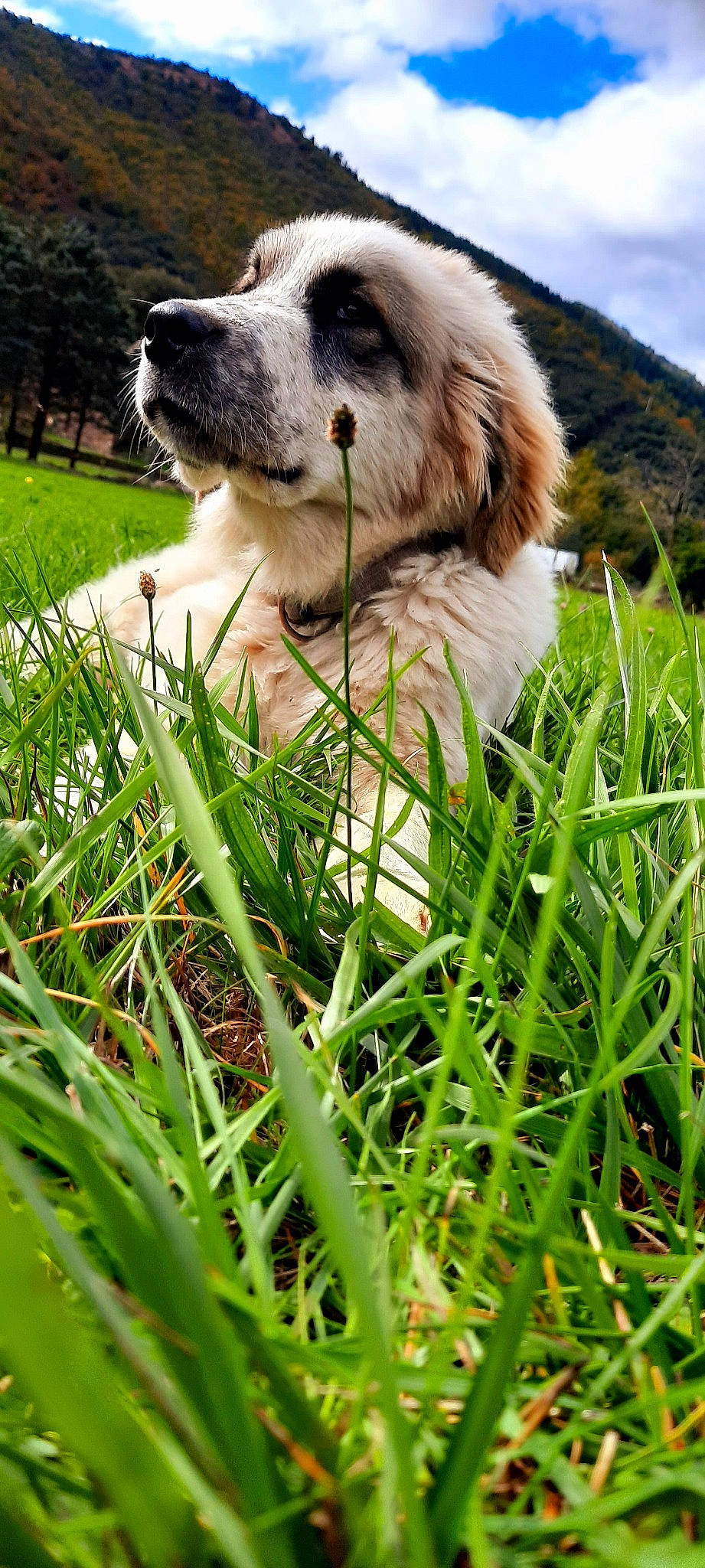 Roxy a rejoint le concours — aidez-le/la à gagner de superbes lots ! canidae, carnivore, companion_dog, dog, dog_breed, golden_retriever, grass, grass_family, mammal, moscow_watchdog, plant, puppy, pyrenean_mastiff, snout, sporting_group, tornjak, vertebrate