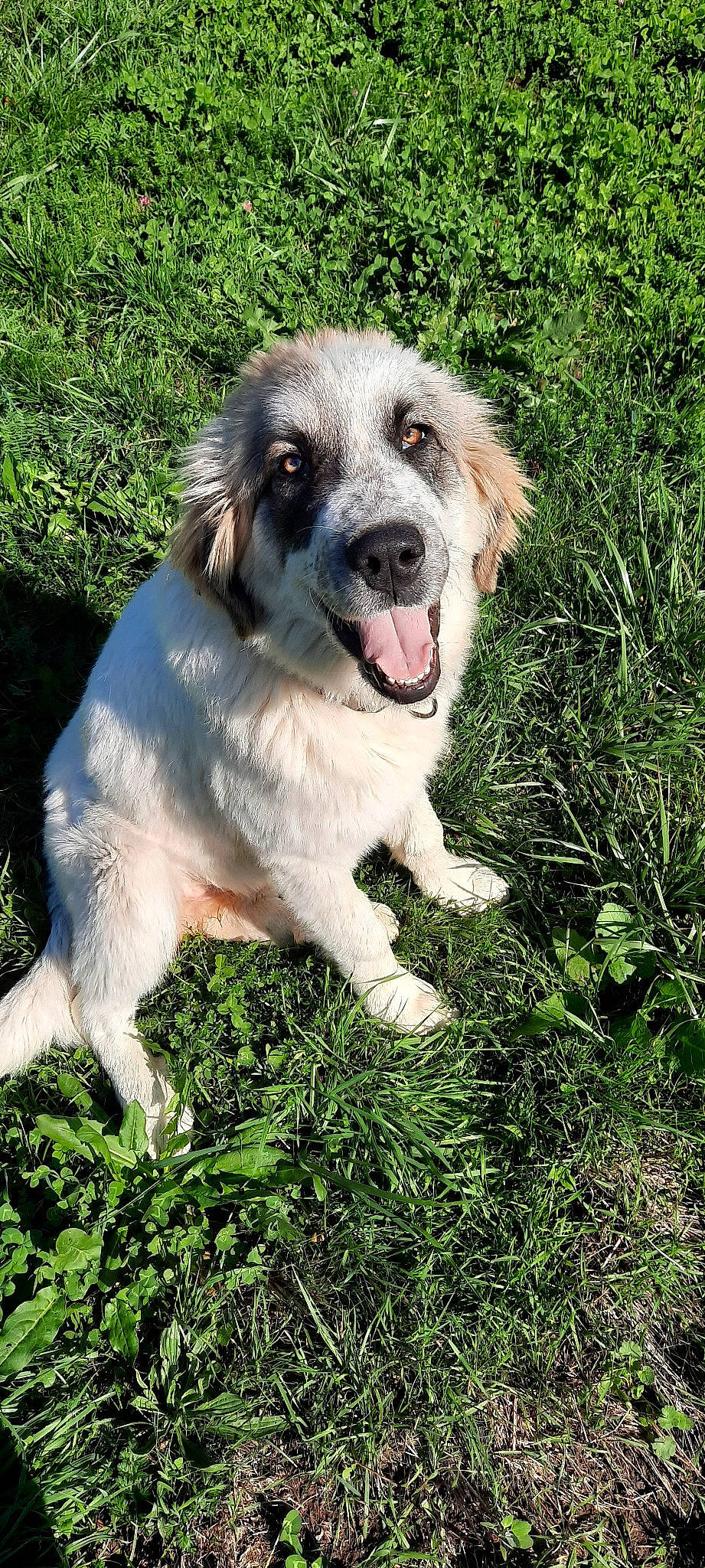 Roxy a rejoint le concours — aidez-le/la à gagner de superbes lots ! canidae, carnivore, carpathian_shepherd_dog, companion_dog, dog, dog_breed, grass, livestock_guardian_dog, mammal, moscow_watchdog, pyrenean_mastiff, rare_breed_dog, sporting_group, tornjak, vertebrate