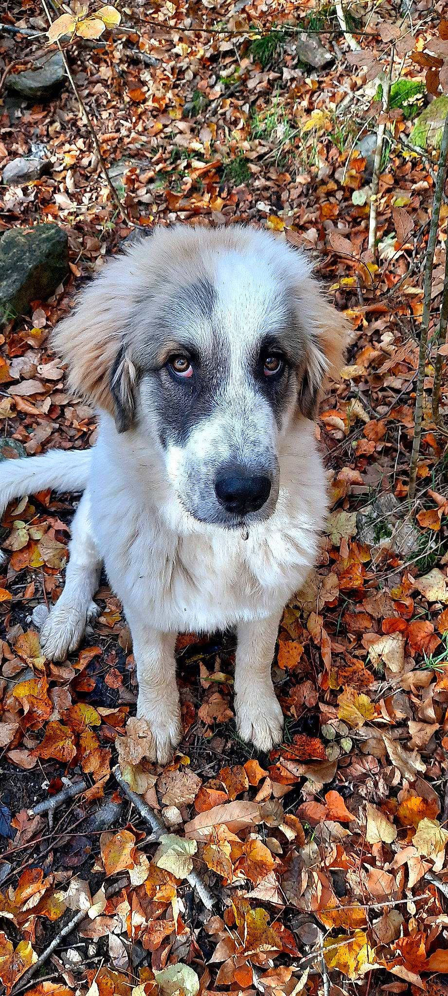 Roxy a rejoint le concours — aidez-le/la à gagner de superbes lots ! aidi, canidae, carnivore, companion_dog, dog, dog_breed, fawn, great_pyrenees, livestock_guardian_dog, mammal, rafeiro_do_alentejo, rare_breed_dog, snout, sporting_group, tornjak, vertebrate, working_dog