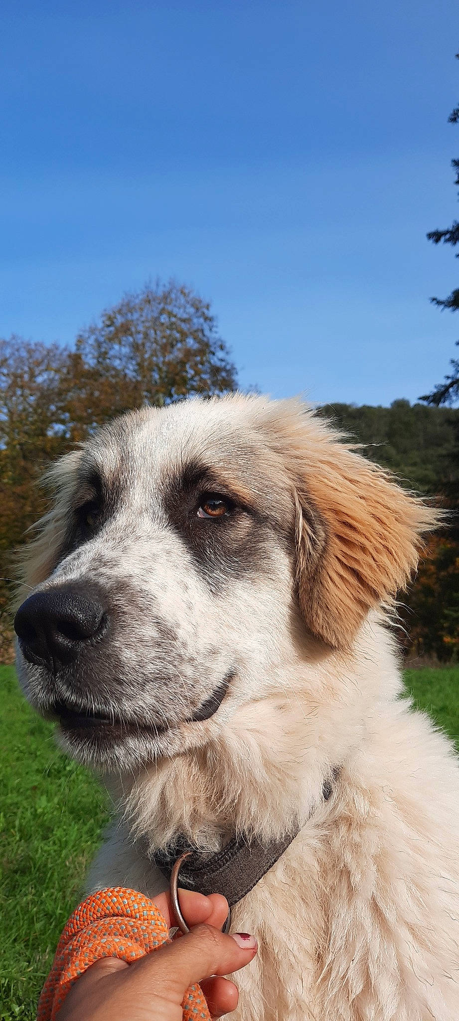 Roxy participe au concours pour gagner de l'argent avec cette photo : aidi, anatolian_shepherd_dog, canidae, carnivore, companion_dog, dog, dog_breed, great_pyrenees, livestock_guardian_dog, mammal, moscow_watchdog, rafeiro_do_alentejo, rare_breed_dog, snout, sporting_group, tornjak, vertebrate