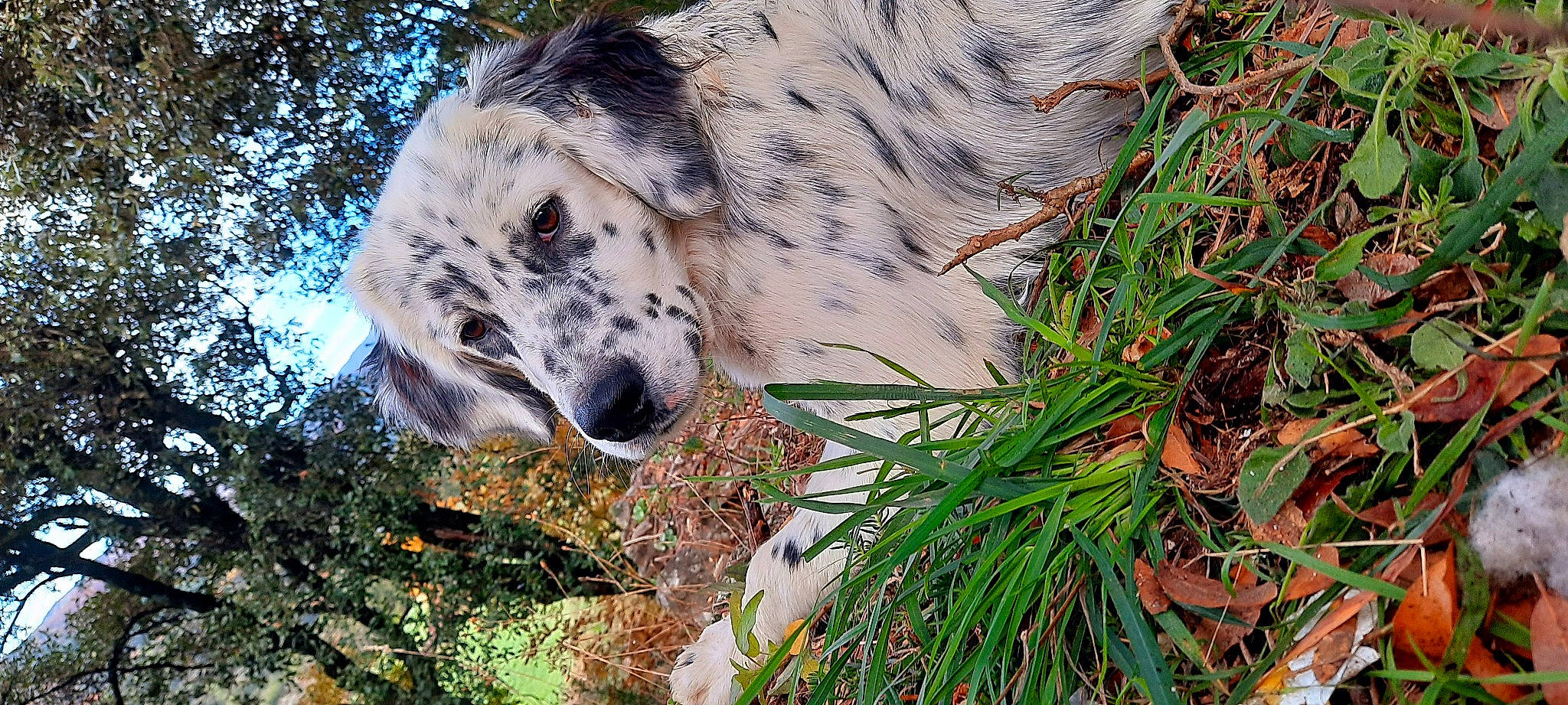 Moïse a rejoint le concours — aidez-le/la à gagner de superbes lots ! canidae, carnivore, dog, dog_breed, english_setter, mammal, plant, snout, sporting_group, tree, vertebrate, wildlife