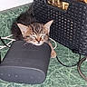 cat, kitten, tabby, sleeping, closed_eyes, animal, pet, whiskers, ears, fur, brown, gray, speaker, electronics, cables, basket, countertop, indoor, closeup, cute