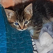 Captain Nemo joined the competition — help win amazing prizes! cat, kitten, animal, pet, feline, fur, tabby, brown, gray, eyes, whiskers, ears, face, cuddly, blanket, bedding, quilt, cozy, indoors, portrait