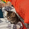 kitten, cat, tabby, feline, animal, pet, bed, blanket, pillow, bedding, cozy, indoors, home, cuddly, fluffy, fur, whiskers, ears, portrait, sleeping_area