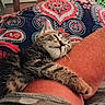 cat, kitten, tabby, sleeping, relaxed, cozy, cushion, blanket, bedding, whiskers, fur, paws, ears, face, indoor, home, resting, portrait, colorful, nap