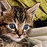 cat, kitten, tabby, animal, pet, feline, portrait, close_up, face, eyes, ears, whiskers, fur, striped_fur, indoors, blanket, bedding, cozy, cuddly, looking_at_camera