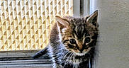 Captain Nemo is registered to the contest to win money with this photo: cat, kitten, tabby, animal, pet, fur, whiskers, ears, eyes, sitting, window, windowsill, indoor, home, curtain, blinds, patterned_background, portrait, cute, alert