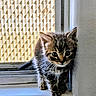 cat, kitten, tabby, animal, pet, fur, whiskers, ears, eyes, sitting, window, windowsill, indoor, home, curtain, blinds, patterned_background, portrait, cute, alert