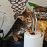 kittens, cats, kitten, animal, fur, tabby, brown, black, white, sitting, stacked, portrait, indoors, kitchen, countertop, blender, snacks, chips, paper_towel_holder, speaker