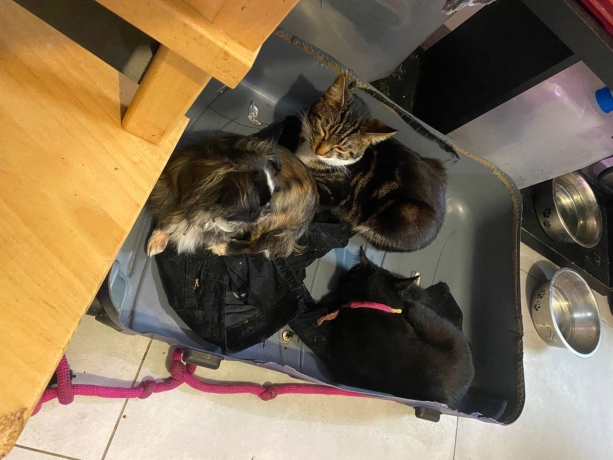 Ulysse Et Guisno participe au concours pour gagner de l'argent avec cette photo : auto_part, automotive_design, automotive_exterior, automotive_lighting, automotive_tire, automotive_wheel_system, bumper, cat, electrical_wiring, felidae, flooring, hardwood, rim, room, small_to_medium_sized_cats, tail, trunk, wire, wood, wood_stain