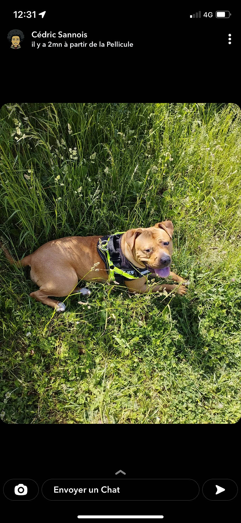 Reagar a rejoint le concours — aidez-le/la à gagner de superbes lots ! canidae, carnivore, collar, companion_dog, dog, dog_breed, dog_collar, dog_supply, fawn, grass, gun_dog, leash, liver, pet_supply, plant, snout, sporting_group, terrestrial_animal, wildlife, working_animal