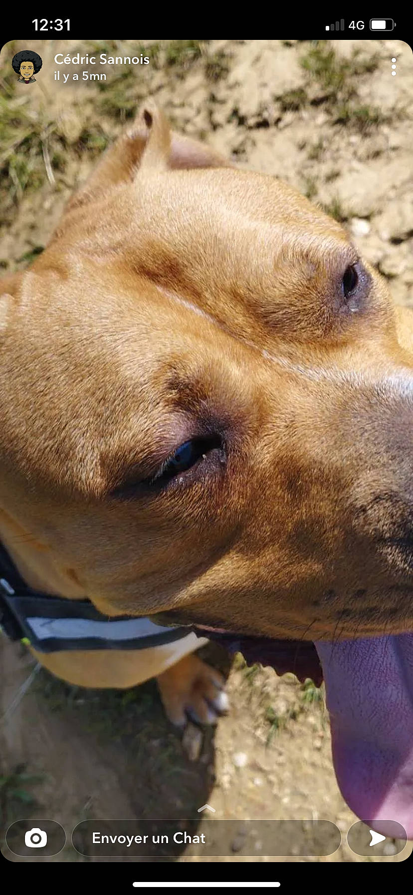 Reagar a rejoint le concours — aidez-le/la à gagner de superbes lots ! canidae, carnivore, close_up, collar, companion_dog, dog, dog_breed, dog_collar, fawn, grass, liver, mammal, pack_animal, snout, sporting_group, terrestrial_animal, whiskers, wildlife, working_animal, wrinkle