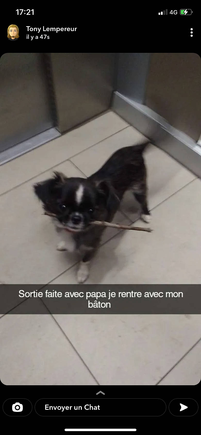 Simba a rejoint le concours — aidez-le/la à gagner de superbes lots ! automotive_tire, canidae, carnivore, companion_dog, dog, dog_breed, dog_supply, flooring, font, fur, non_sporting_group, paw, photo_caption, puppy, snout, sporting_group, tail, toy_dog, whiskers, working_animal