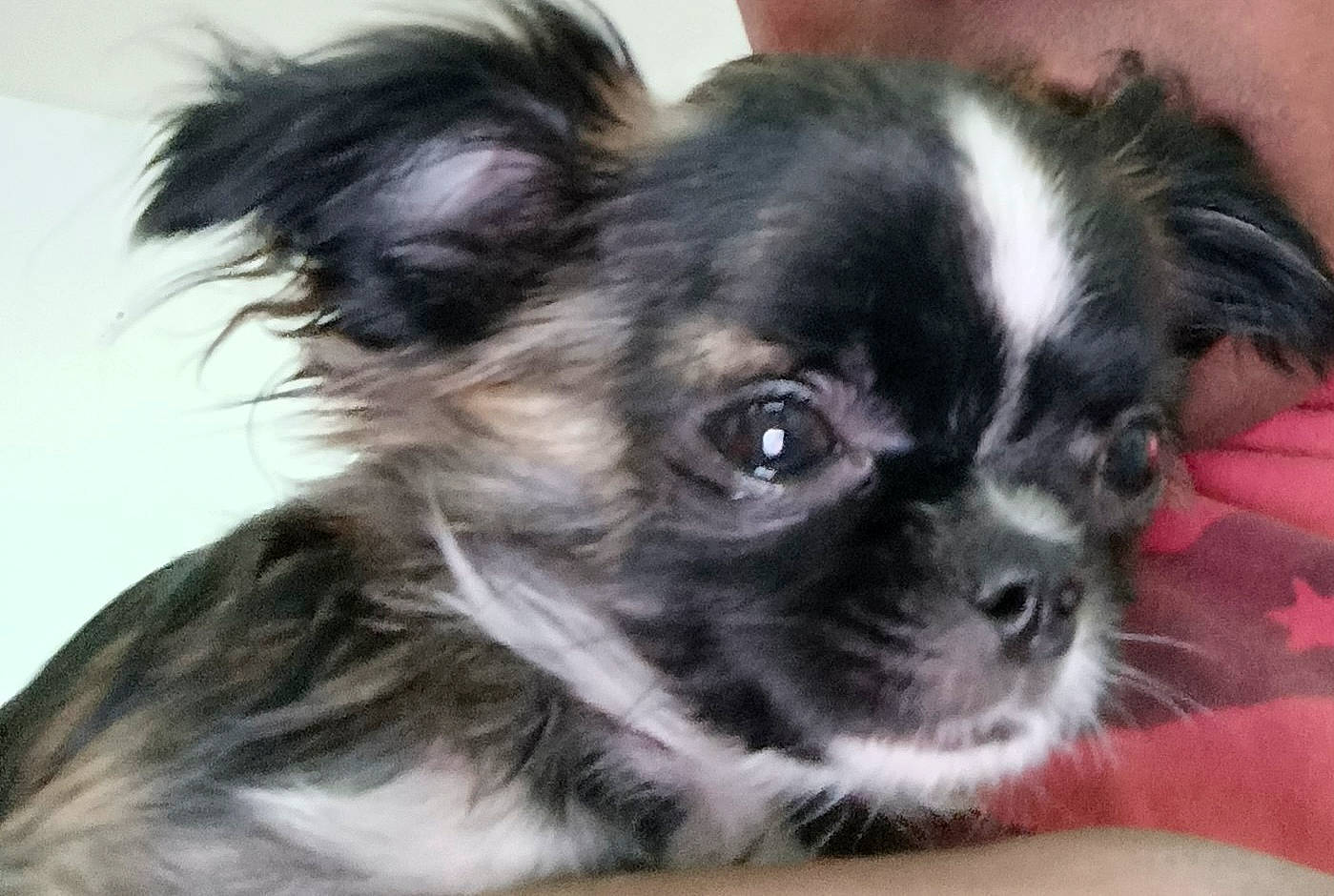 Simba a rejoint le concours — aidez-le/la à gagner de superbes lots ! canidae, carnivore, companion_dog, dog, dog_breed, dog_supply, ear, fawn, fur, liver, non_sporting_group, puppy, snout, sporting_group, toy_dog, whiskers, working_animal