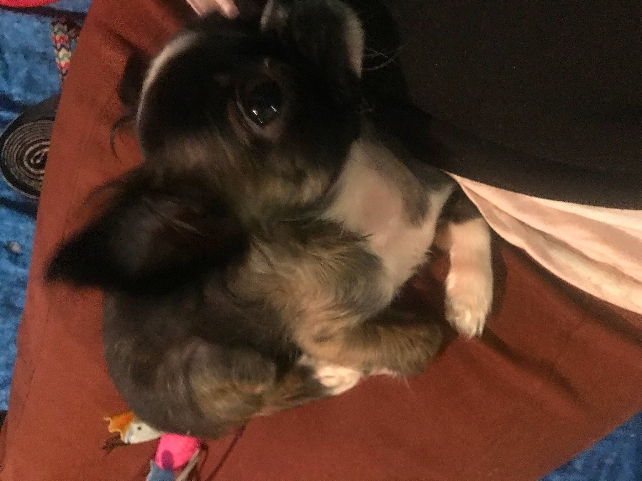 Simba a rejoint le concours — aidez-le/la à gagner de superbes lots ! canidae, carnivore, comfort, companion_dog, dog, dog_breed, dog_supply, ear, fawn, fur, liver, non_sporting_group, paw, pet_supply, snout, sporting_group, tail, toy_dog, whiskers, working_animal