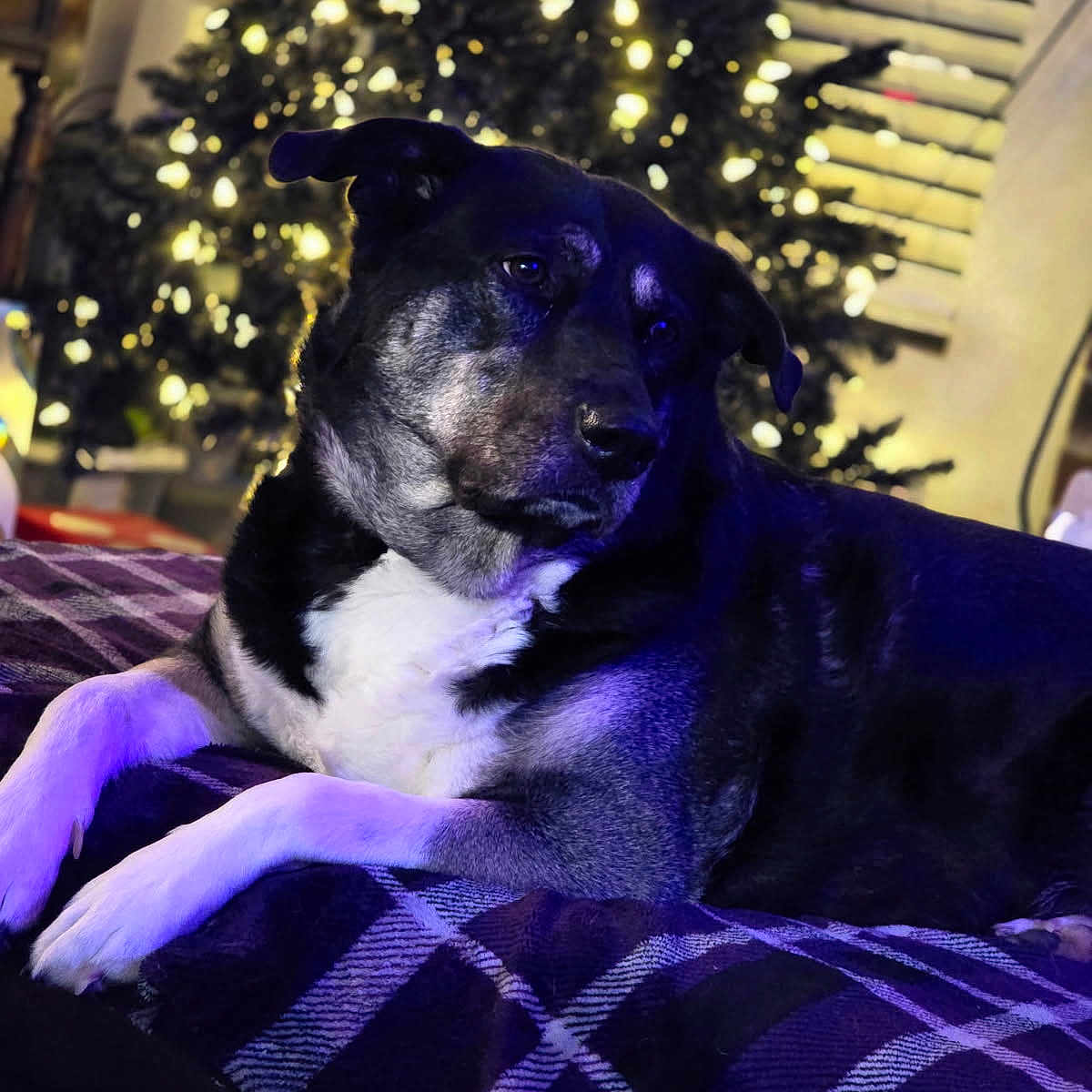 Angel Faith is registered to the contest to win money with this photo: animal, background, black_and_white, christmas_tree, comfort, cozy, decorations, dog, fur, holiday, home, indoor, lights, night, pet, plaid_blanket, relaxed, resting, soft_lighting, warmth