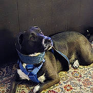 Loki Alan is registered to the contest to win money with this photo: animal, black_and_white, canine, carpet, companion, dog, domestic, floor, fur, harness, indoor, looking_away, lying_down, neck_wrap, patterned_rug, pet, relaxed, resting, side_view, wall