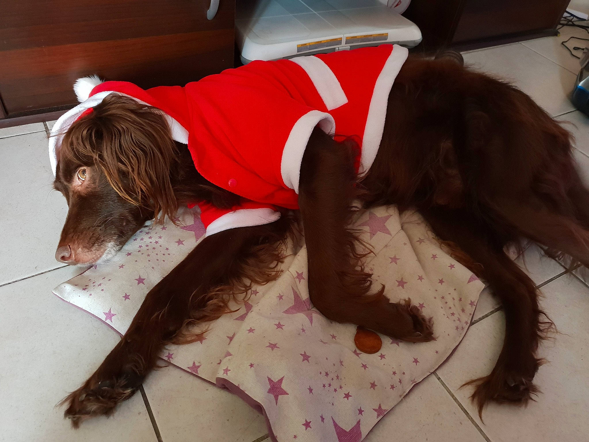 Nutella a rejoint le concours — aidez-le/la à gagner de superbes lots ! boykin_spaniel, canidae, carnivore, companion_dog, dog, dog_breed, english_cocker_spaniel, english_springer_spaniel, field_spaniel, fur, german_longhaired_pointer, irish_setter, leg, liver, setter, small_munsterlander, spaniel, sporting_group, tail