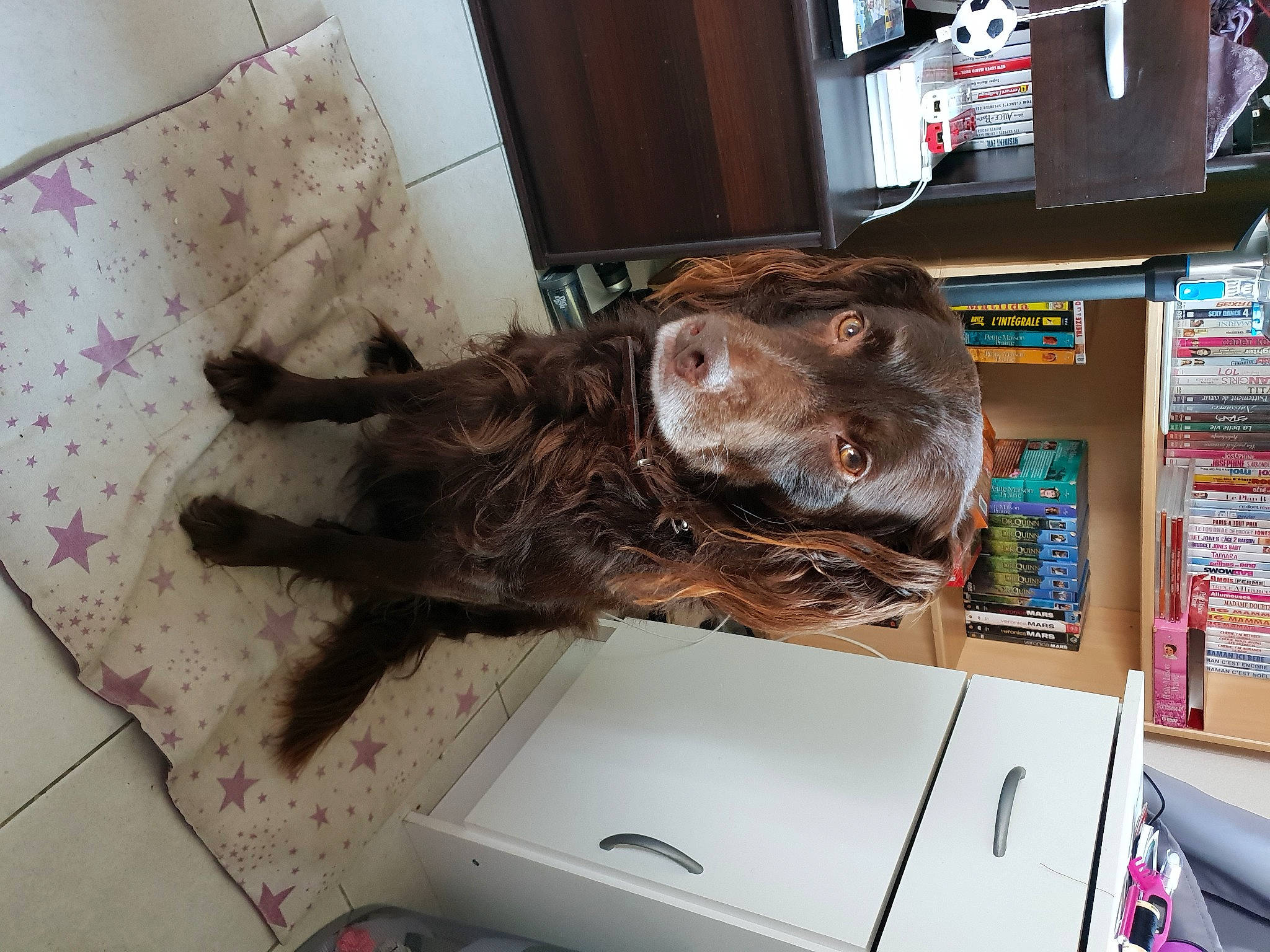 Nutella a rejoint le concours — aidez-le/la à gagner de superbes lots ! canidae, carnivore, cat, felidae, pit_bull, small_to_medium_sized_cats, snout, sporting_group, whiskers