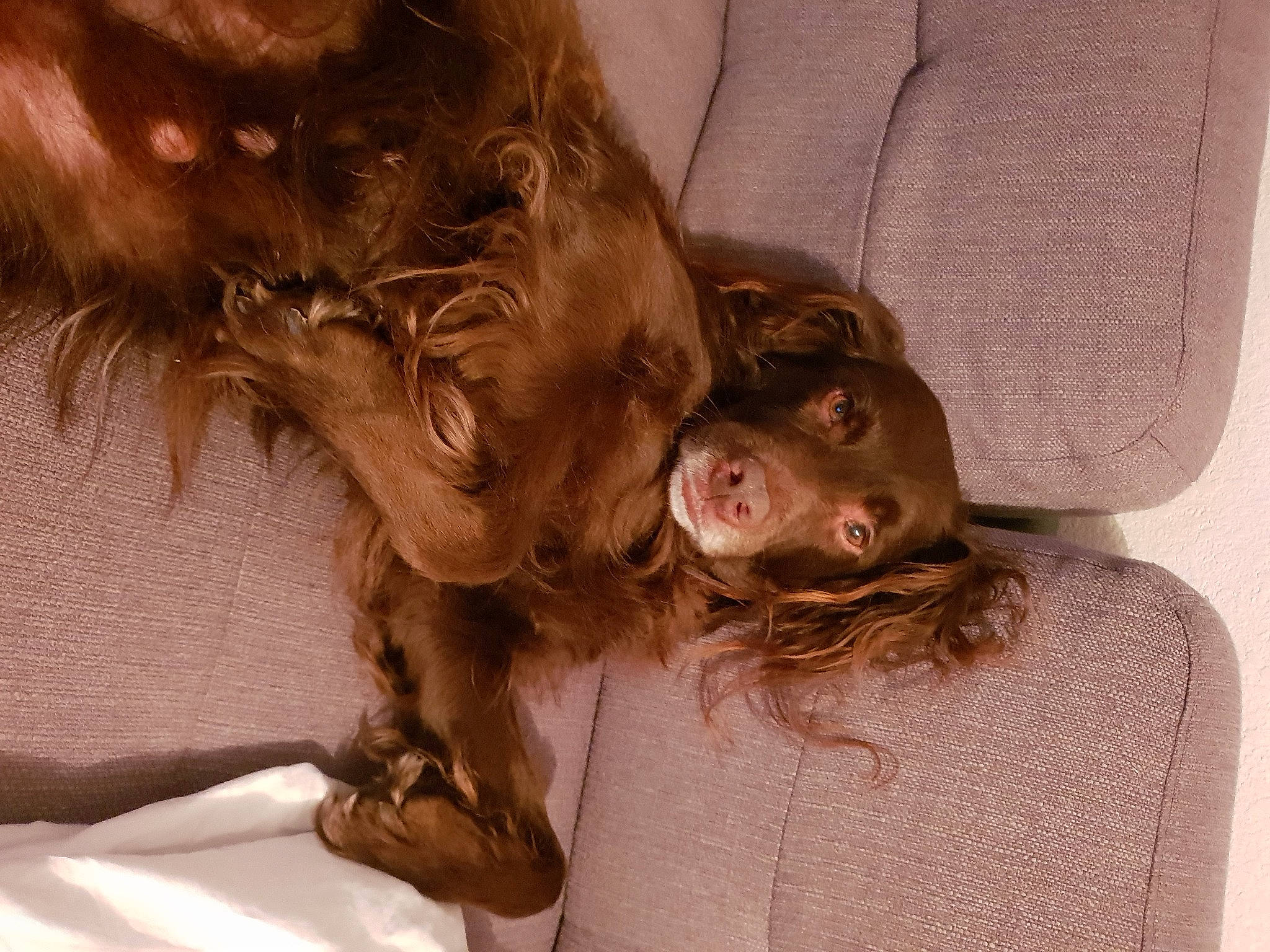 Nutella a rejoint le concours — aidez-le/la à gagner de superbes lots ! american_cocker_spaniel, boykin_spaniel, brown_hair, canidae, carnivore, dog, dog_breed, ear, english_cocker_spaniel, fawn, fur, liver, long_hair, setter, spaniel, sporting_group