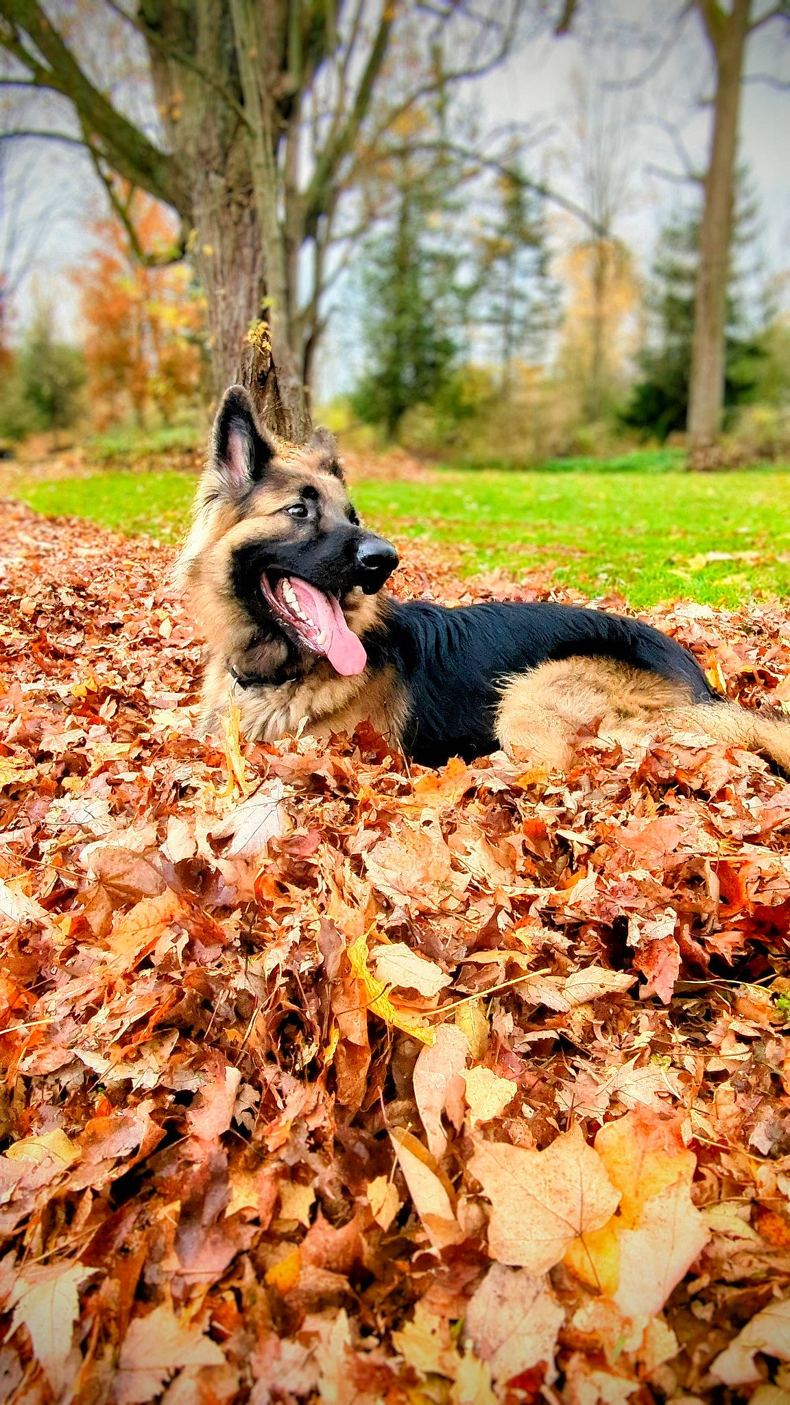 Enzo joined the competition — help win amazing prizes! carnivore, companion_dog, deciduous, dog, dog_breed, dog_supply, fawn, forest, fur, grass, leaf, mammal, plant, snout, soil, tail, tree, trunk, wood, woodland