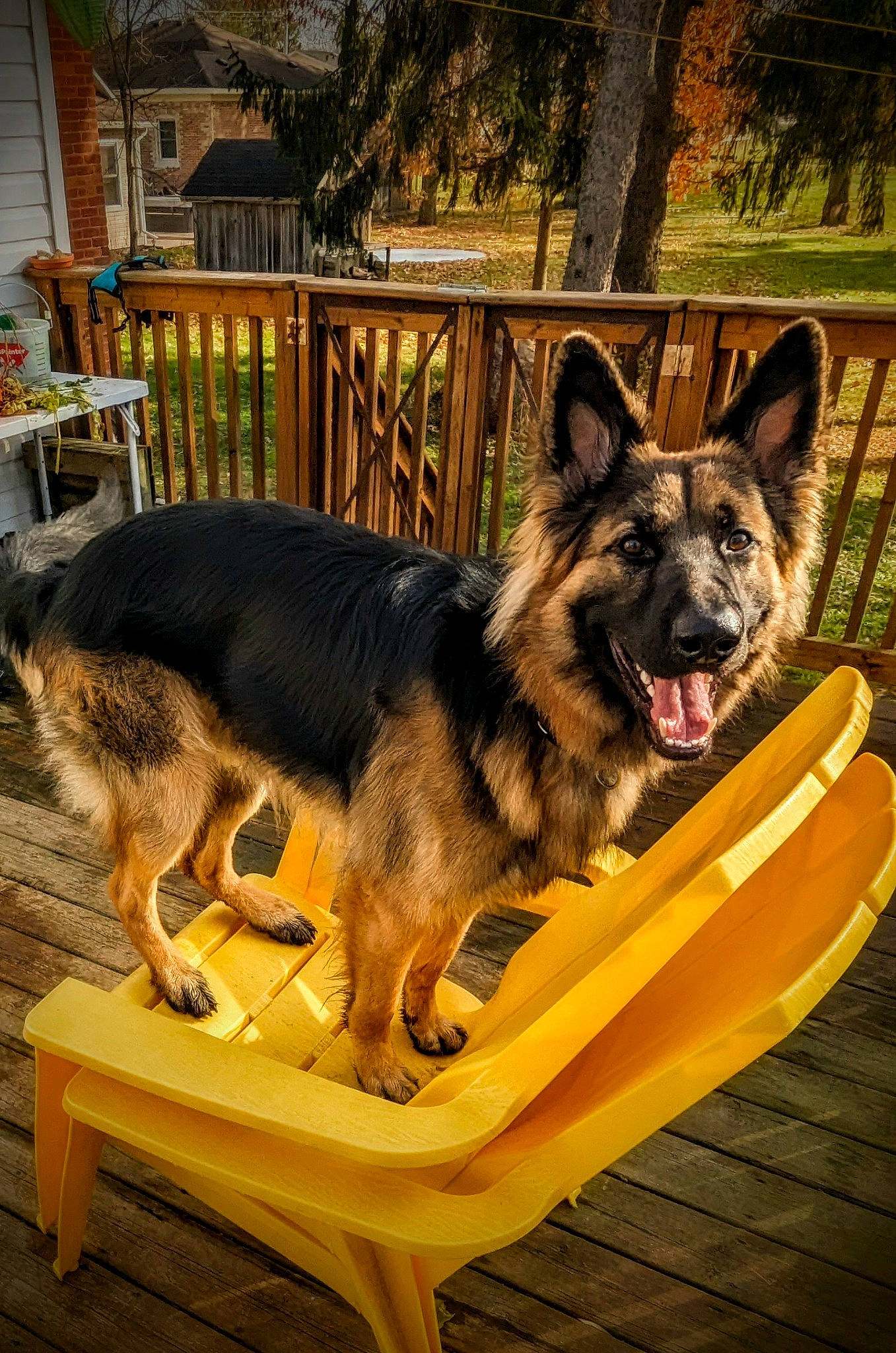 Enzo joined the competition — help win amazing prizes! ancient_dog_breeds, canidae, carnivore, companion_dog, dog, dog_breed, fence, german_shepherd_dog, guard_dog, herding_dog, king_shepherd, old_german_shepherd_dog, plant, snout, sporting_group, terrestrial_animal, tree, wood, working_animal, working_dog