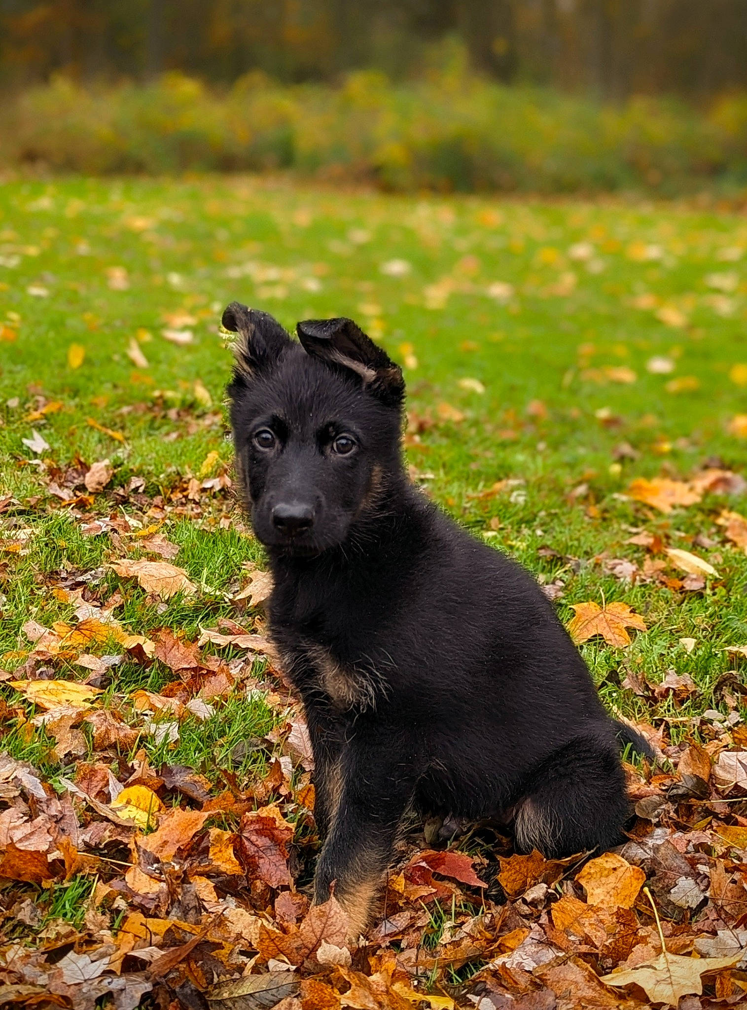 Cash joined the competition — help win amazing prizes! canidae, carnivore, companion_dog, dog, dog_breed, fawn, field, grass, grassland, groundcover, hunting_dog, plant, shadow, soil, sporting_group, tail, terrestrial_animal, terrier, working_animal, working_dog