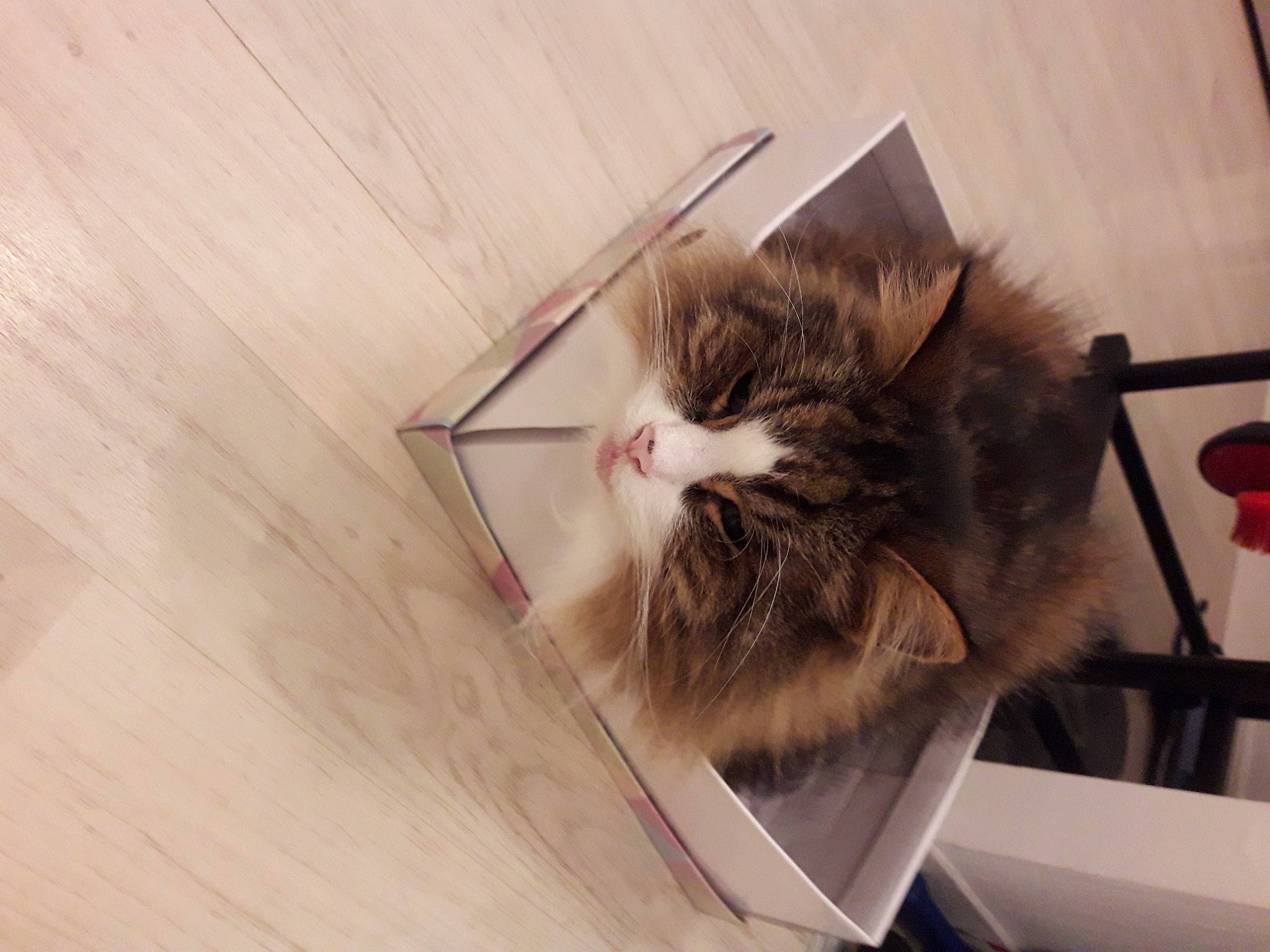 Leny participe au concours pour gagner de l'argent avec cette photo : bag, box, cardboard, carnivore, cat, domestic_short_haired_cat, eyewear, felidae, flooring, fur, hardwood, metal, packaging_and_labeling, paw, small_to_medium_sized_cats, snout, tail, whiskers, wood