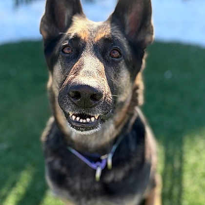 Abbie joined the competition — help win amazing prizes! dog, german_shepherd, pet, canine, animal, ears, fur, collar, outdoor, grass, smiling, portrait, friendly, looking_at_camera, daylight, nose, eyes, muzzle, happy, domestic_animal