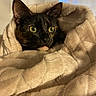 Loki is registered to the contest to win money with this photo: cat, tortoiseshell_cat, blanket, cozy, indoor, pet, fur, animal, curious, wrapped, soft, comfort, cute, eyes, portrait, warm, resting, feline, snuggled, home