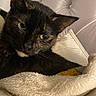 Loki is registered to the contest to win money with this photo: cat, black_cat, tortoiseshell, pet, animal, indoor, blanket, bed, tufted_headboard, furniture, close_up, fur, resting, cozy, soft, eyes, face, domestic_cat, cute, relaxed